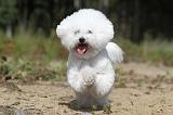 BICHON FRISE 367